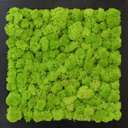 Mini Christmas Light Set - ARTFLORA