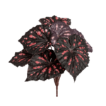 Begonia tufa bordo H25