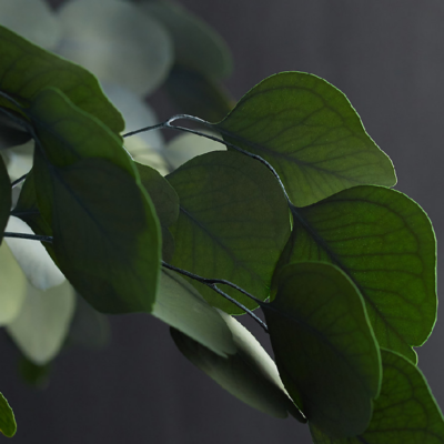 Eucalipt stabilizat banut verde 65cm - imagine 2