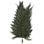 Feriga stabilizata Bril. verde inchis 40cm