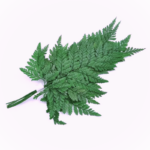 Feriga stabilizata DAV verde 20cm