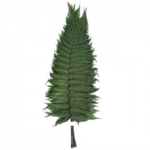 Feriga stabilizata Parch. verde 45cm