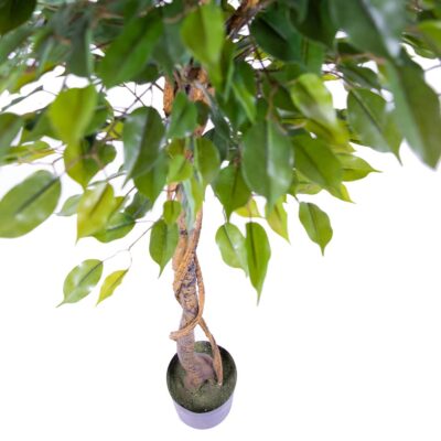 Ficus artificial globular H165 - imagine 2