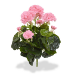 Muscata/Geranium artificiala premium roz 40cm