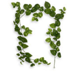 Ghirlanda Scindapsus artificial cu inel 180cm