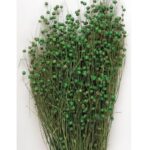 Planta de In verde-natur