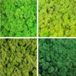 Licheni stabilizati Mix GreenBox 4x200g