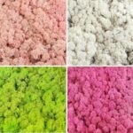 Licheni stabilizati Mix SpringBlush 4x200g