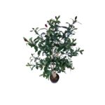 Maslin artificial cu fructe 130cm - imagine 4