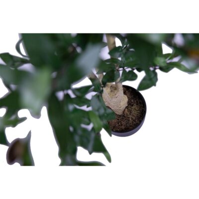 Maslin artificial cu fructe 130cm - imagine 2