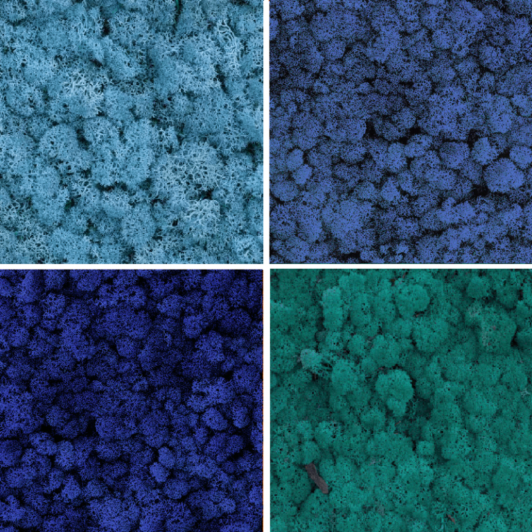 Licheni stabilizati Mix OceanBlue 4x200g