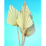 Frunze Palmier Mediu Albit x6