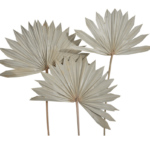 Pachet JUMBO Frunze Palmier Soare Natur x50