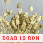 Phalaris albit-crem set 80g