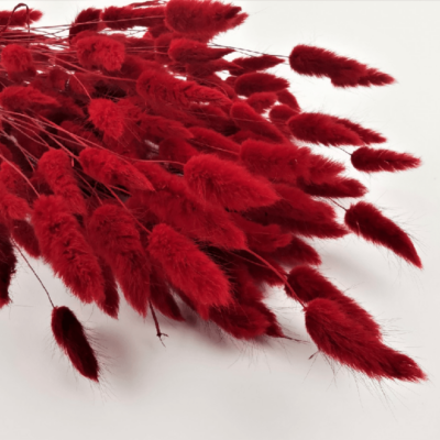 Lagurus rosu inchis 70cm