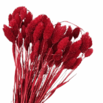 Phalaris rosu set 80g