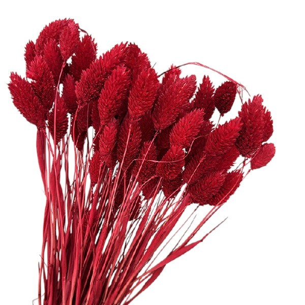 Phalaris rosu set 80g