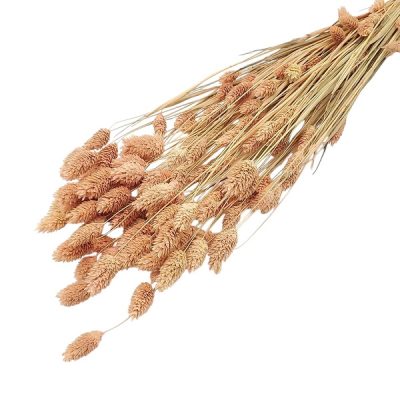 Phalaris roz somon set 50cm