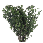 Pittosporum stabilizat verde 50cm