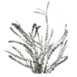 Eucalipt stabilizat Baby Blue 65cm