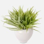 Verdeața artificiala Aloe verde set 12buc - imagine 2