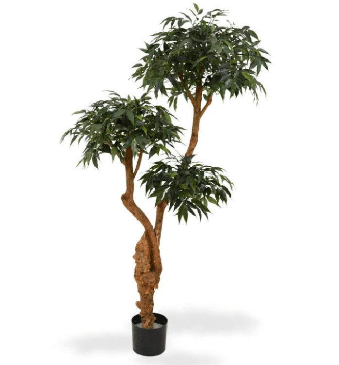 Stejar-Japonez-premium-160cm.png Stejar Japonez premium 160cm - imagine 1