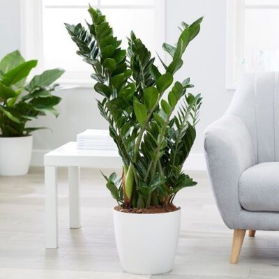 Zamioculcas naturala in ghiveci patrat Low negru - imagine 3