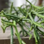 Rhipsalis H curgatoare artificiala H75 - imagine 2