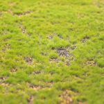 Muschi Artificial carpeta100x100 cm - imagine 3