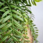 Columnea curgatoare artificiala H65 - imagine 2