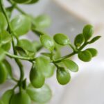 Dischidia curgatoare artificiala UV H40 - imagine 2