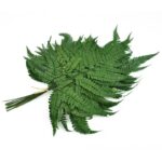 Feriga stabilizata Wild verde 50cm