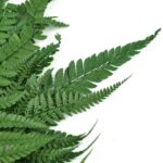 Feriga stabilizata Wild verde 50cm - imagine 2