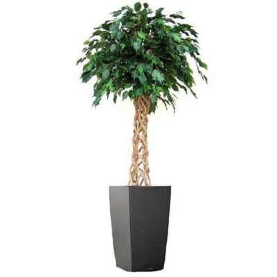 Ficus artificial benjamin pe trunchi natural impletit H150 - imagine 2