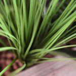 Iarba artificiala dreapta H60cm - imagine 2