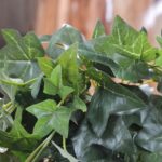 Iedera Ivy curgatoare artificiala 75cm - imagine 2