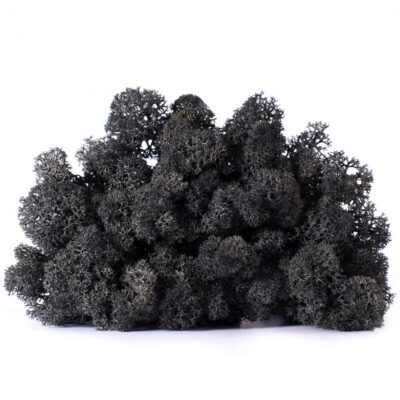 Licheni stabilizati BlackGray