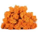 Licheni stabilizati Orange