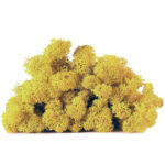 Licheni stabilizati YellowLimone 200g-4kg