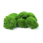 Muschi stabilizat bombat Mini GreenApple