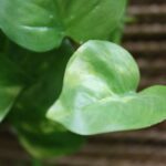 Scindapsus artificial H80 R - imagine 2