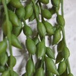 Senecio curgatoare artificiala H100 - imagine 2