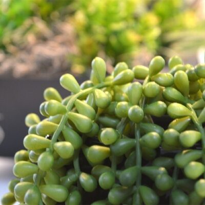 Senecio curgatoare artificiala H55 - imagine 2