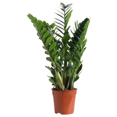 Zamioculcas naturala in ghiveci patrat Low negru - imagine 2