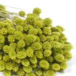 Phalaris verde deschis set 80g