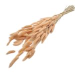 Lagurus piersica 70cm