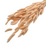 Lagurus piersica 70cm