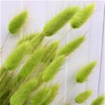 Lagurus verde primavara