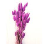 Lagurus violet 70cm
