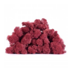 Licheni stabilizati standard Burgundy